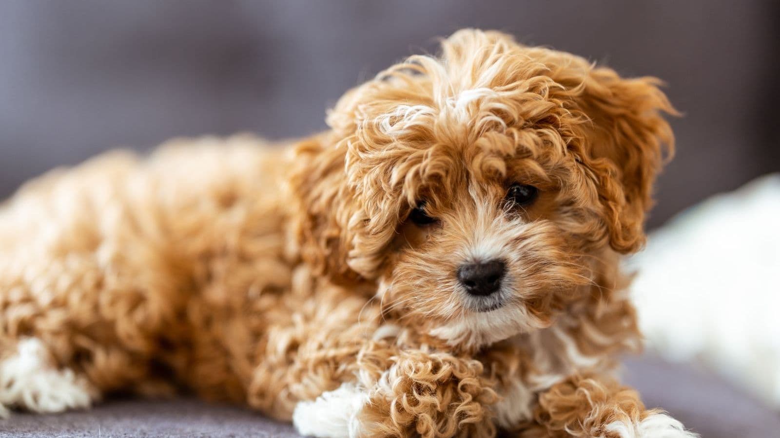 A Cavapoo dog