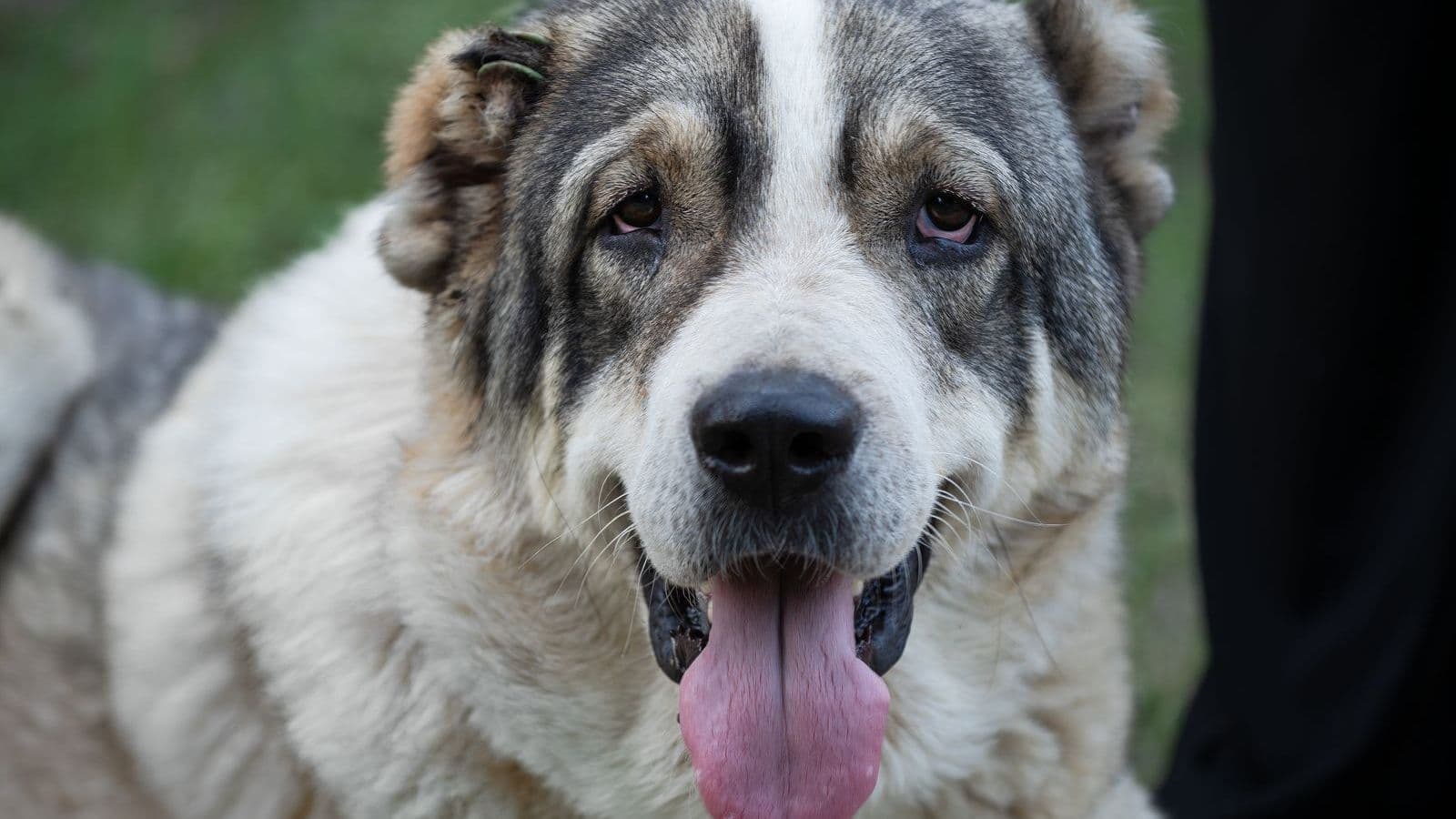 A Central Asian Shepherd