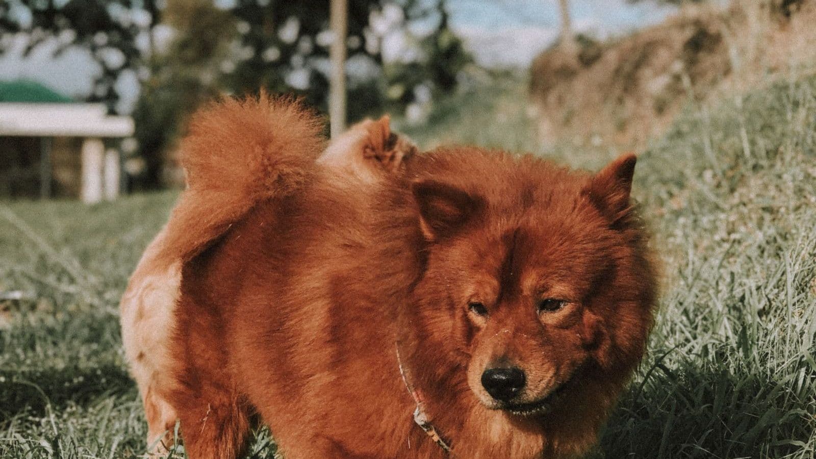 A Chow Chow dog