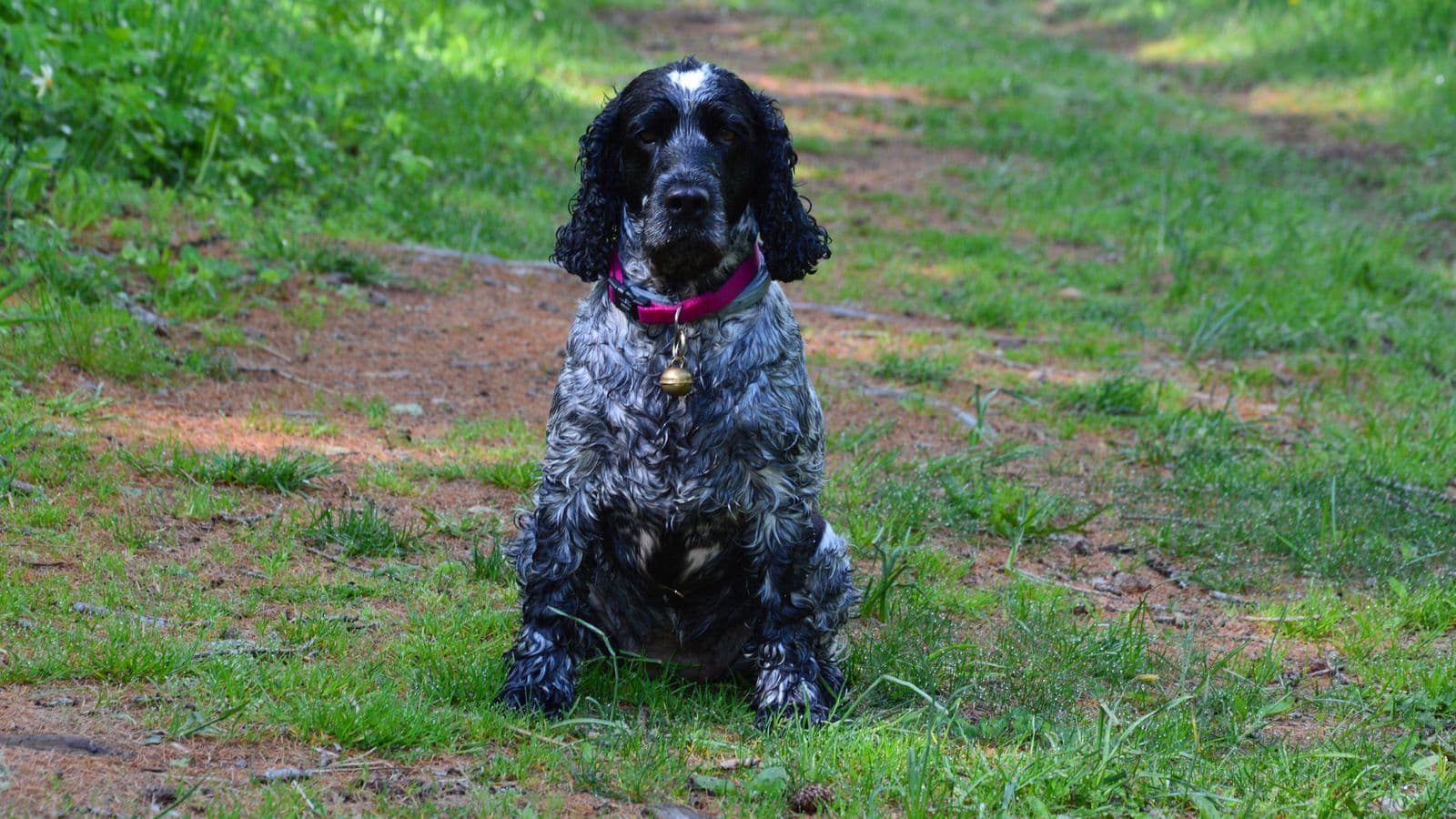 A Cocker Spaniel