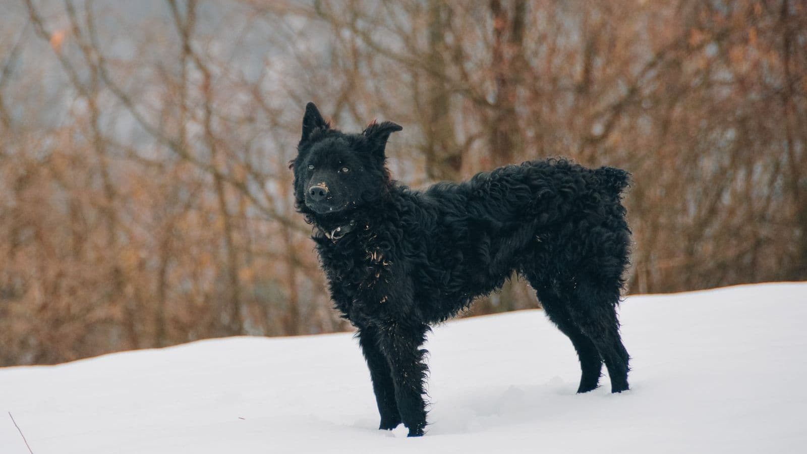 A Croatian Sheepdog