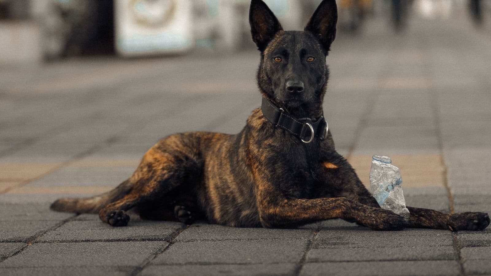 A Dutch Shepherd