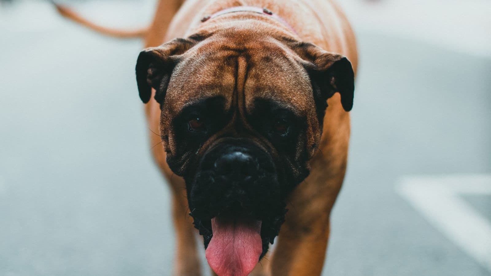 A English Mastiff