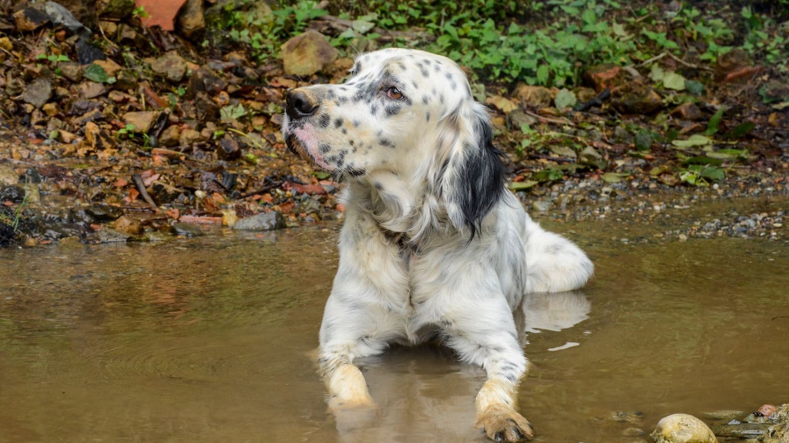 A English Setter