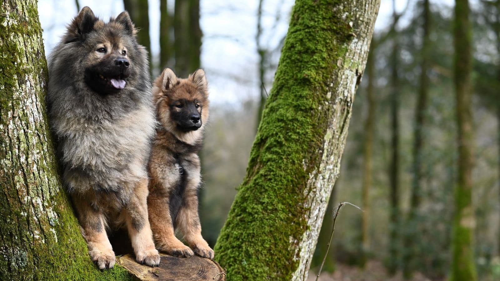 A Eurasier dog