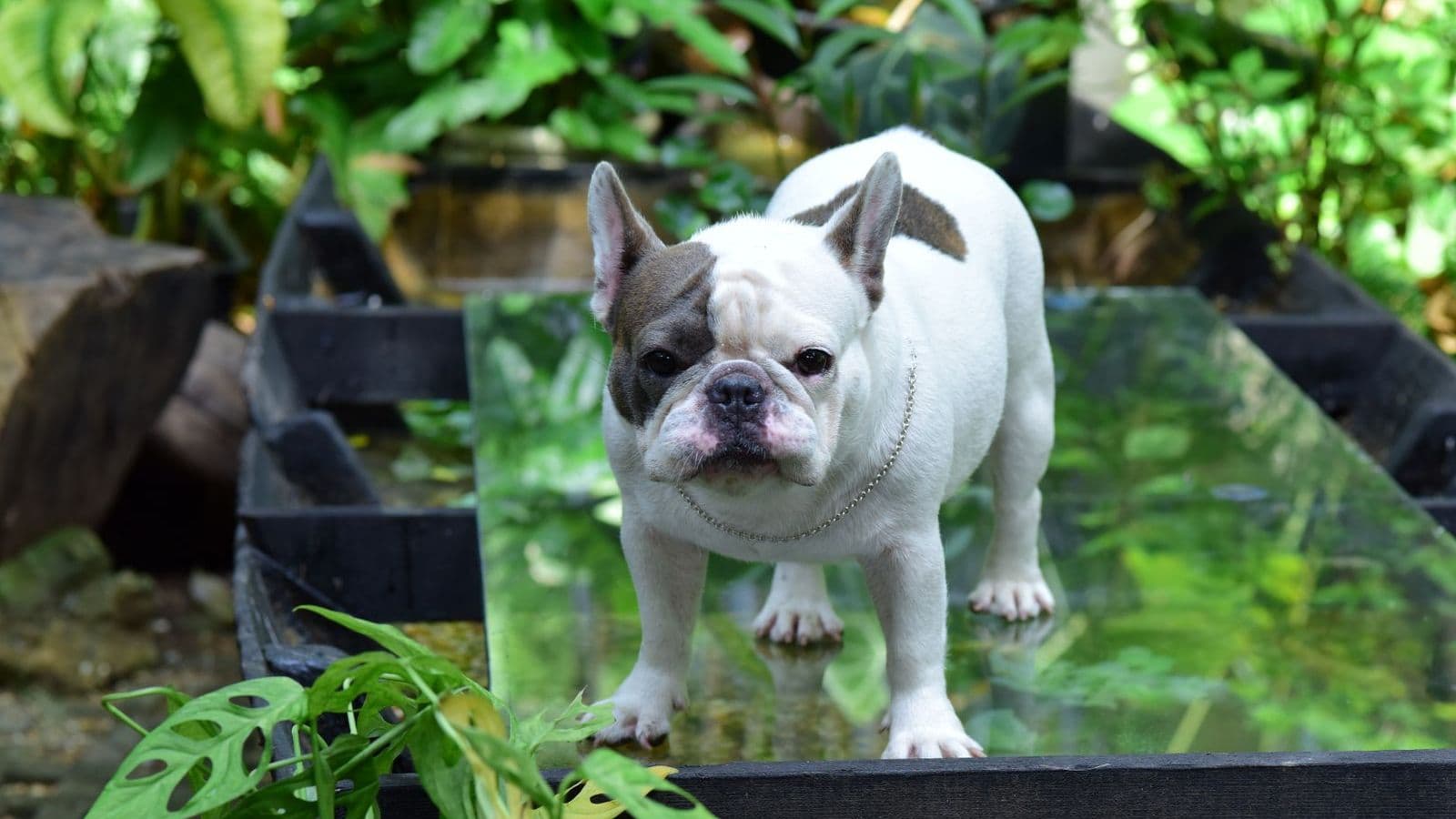 A French Bulldog