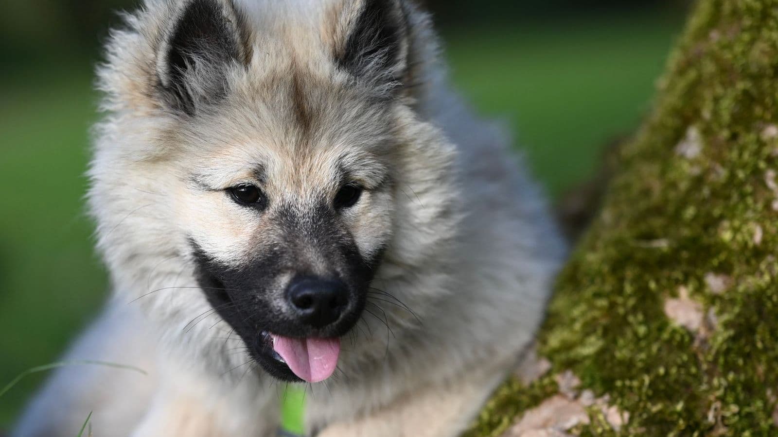 A German Spitz