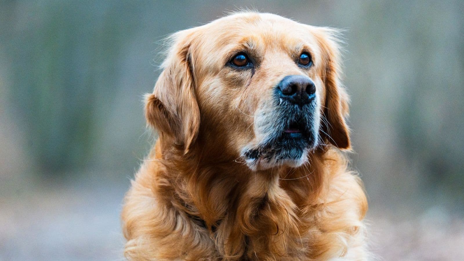 A Golden Retriever