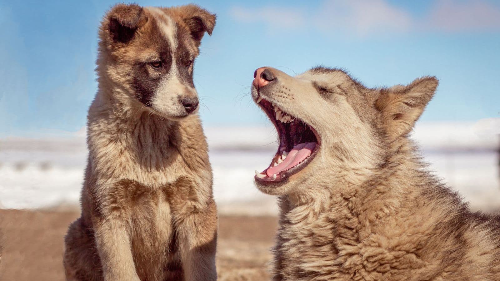 A Greenland Dog