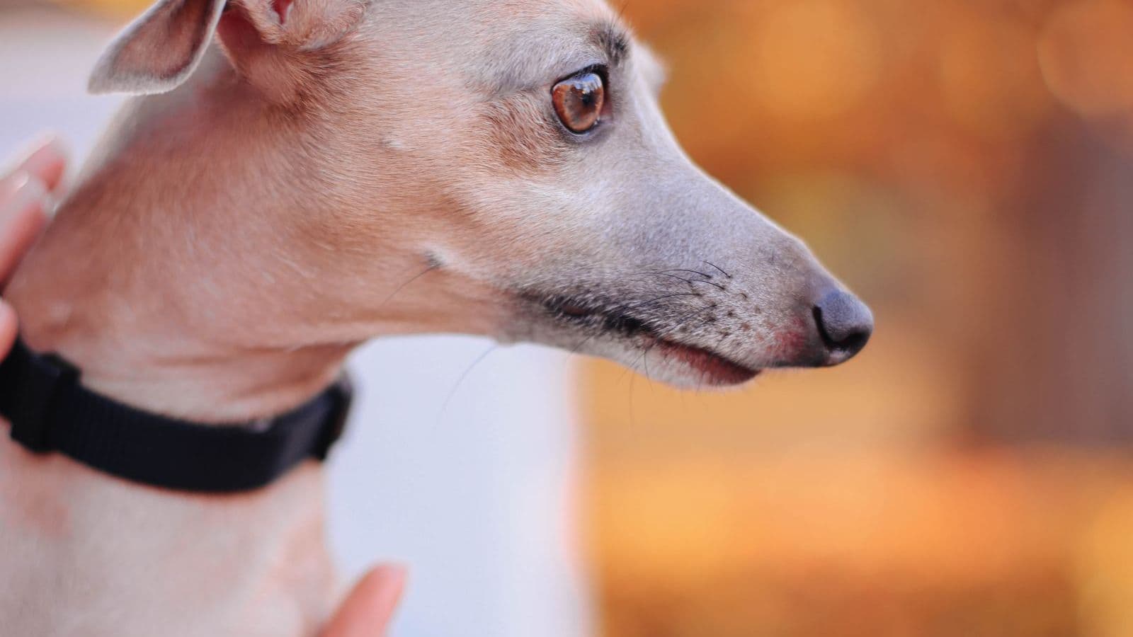 A Greyhound dog