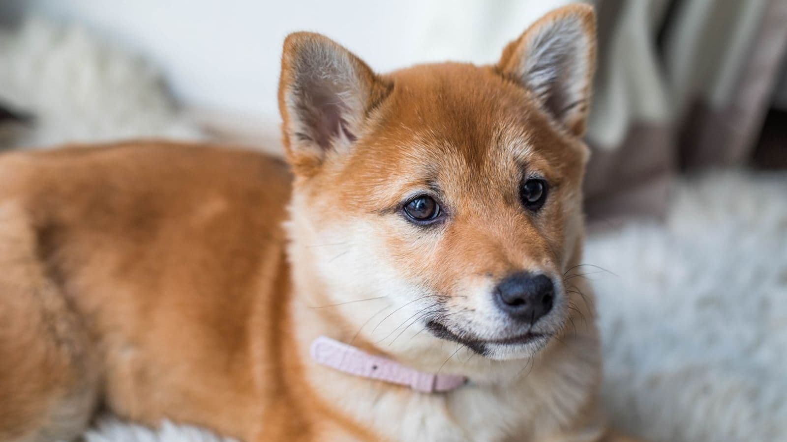 A Hokkaido dog