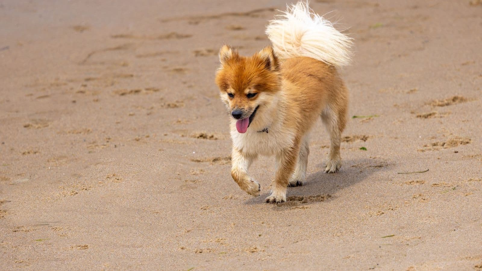 A Icelandic Sheepdog