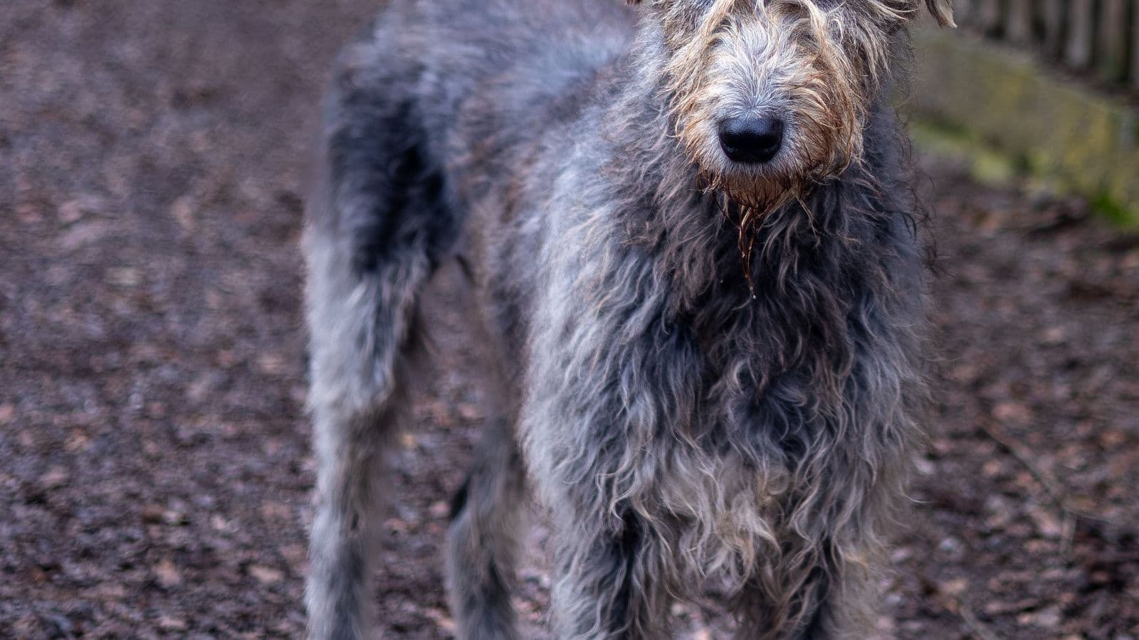 A Irish Wolfhound