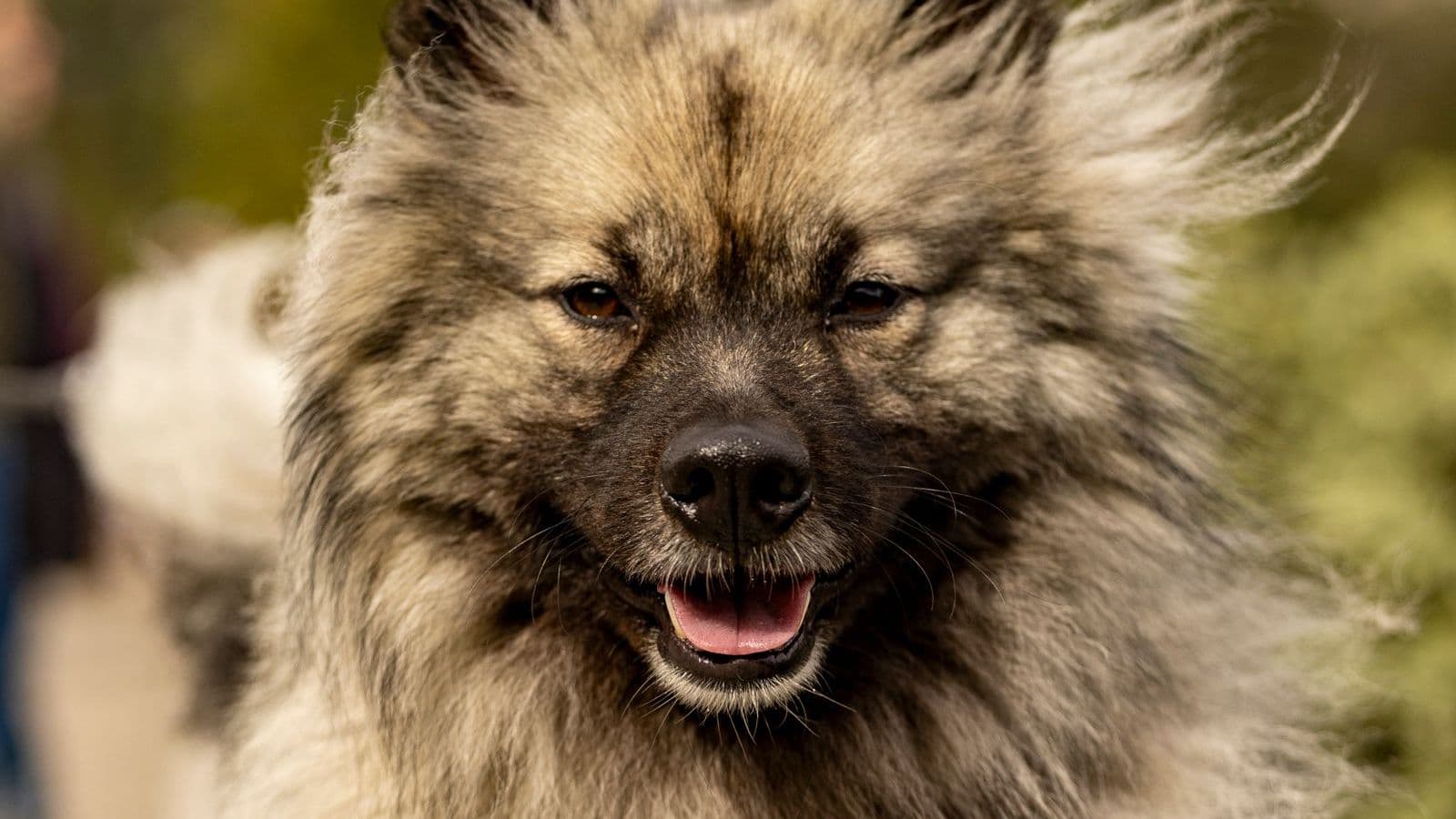 A Keeshond dog