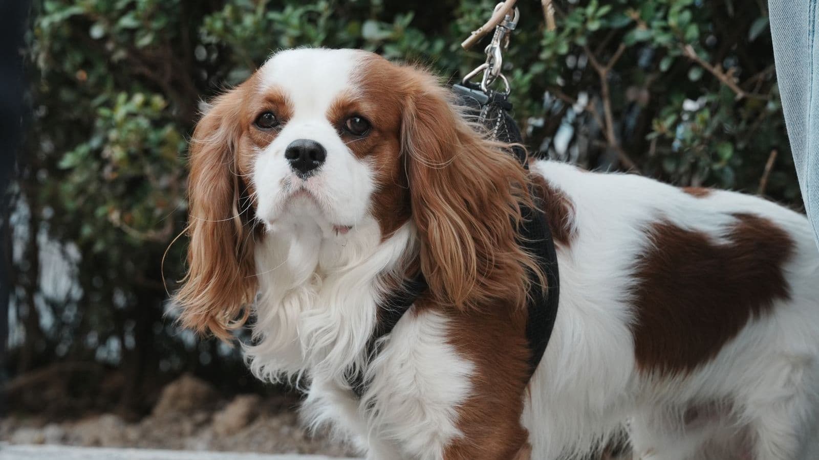 A King Charles Spaniel