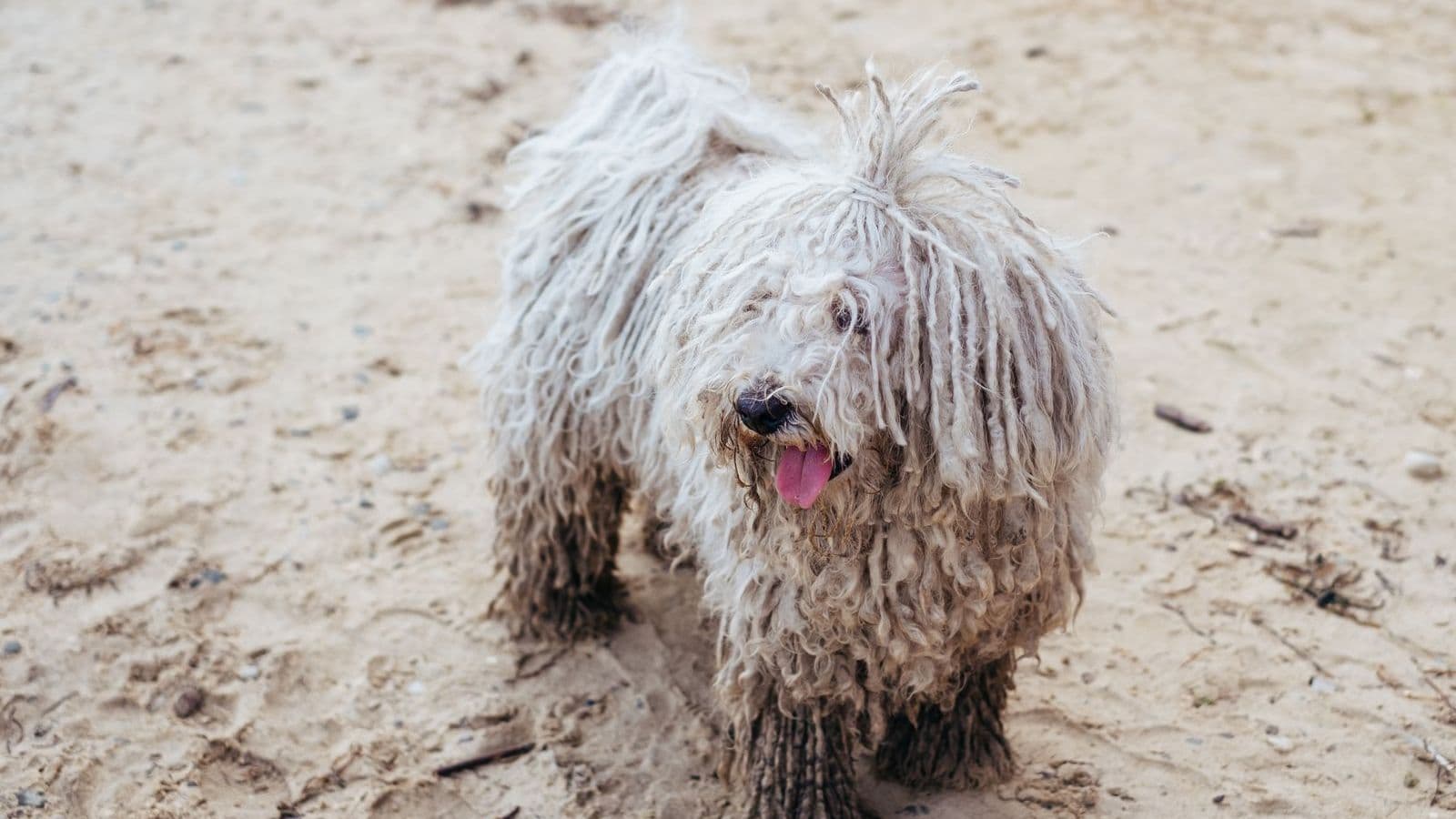 A Komondor dog