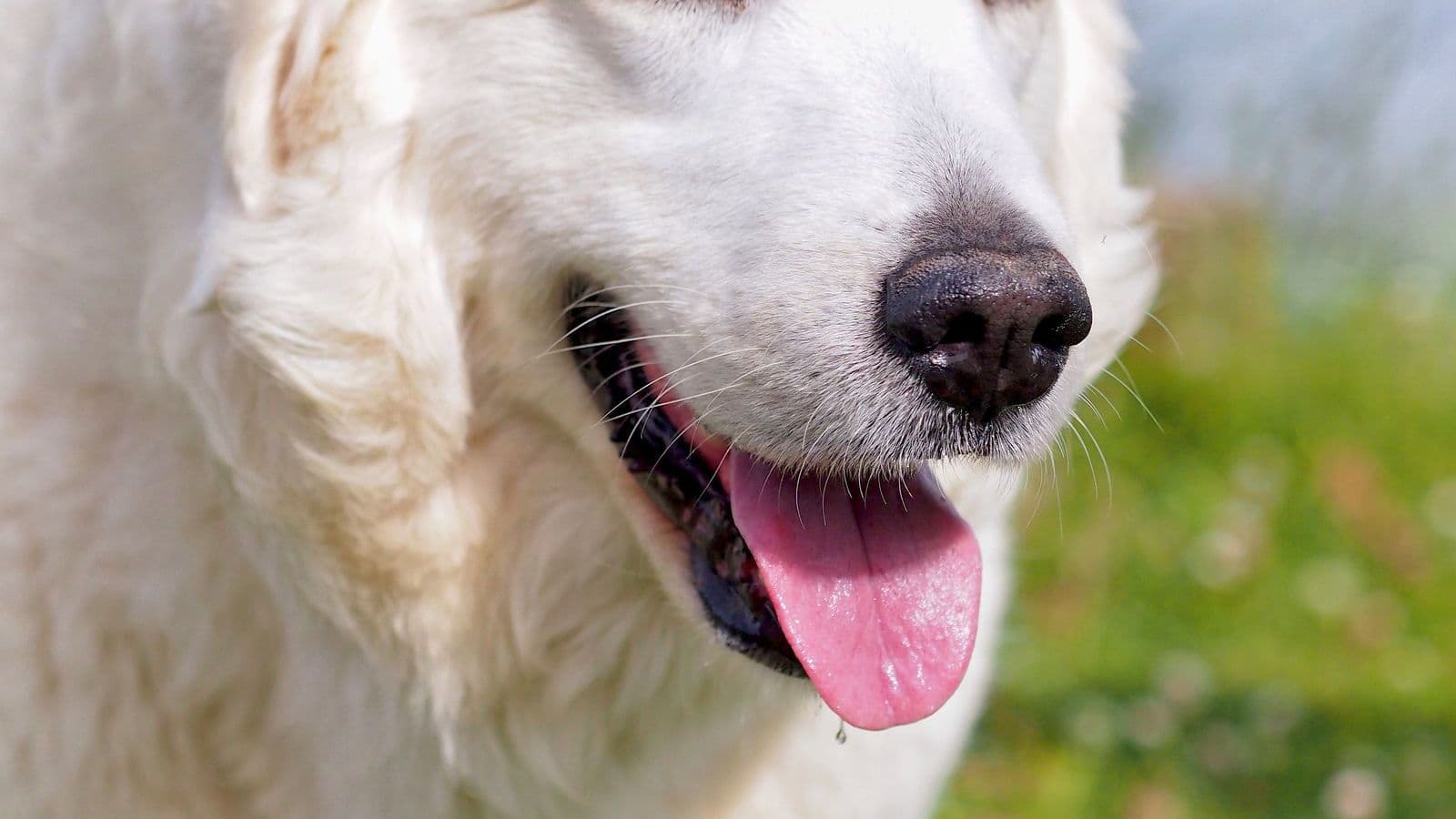 A Kuvasz dog
