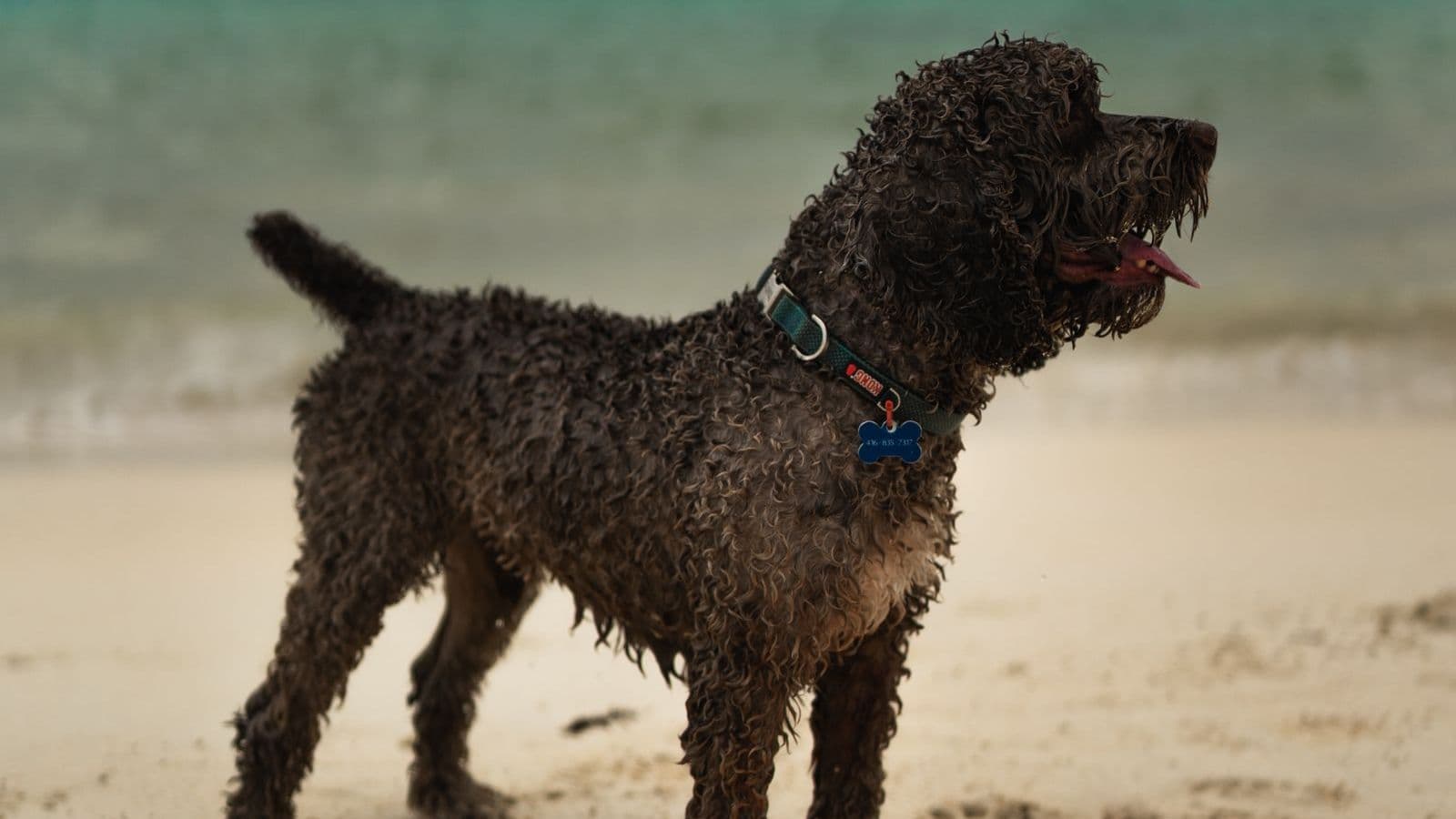 A Lagotto Romagnolo