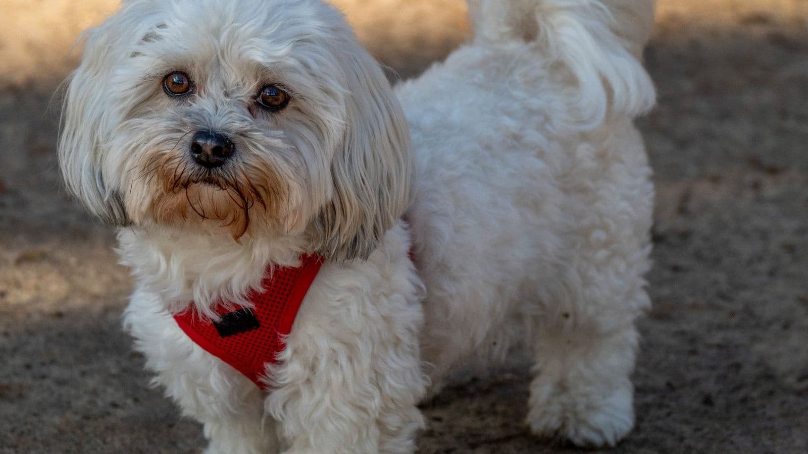 A Maltese dog