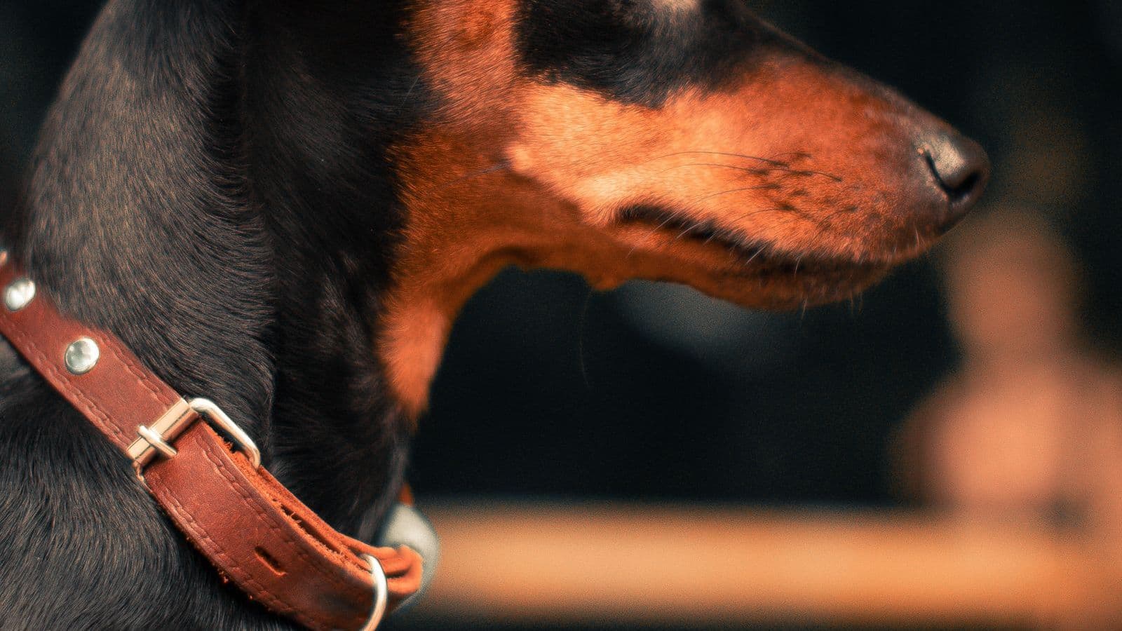A Manchester Terrier