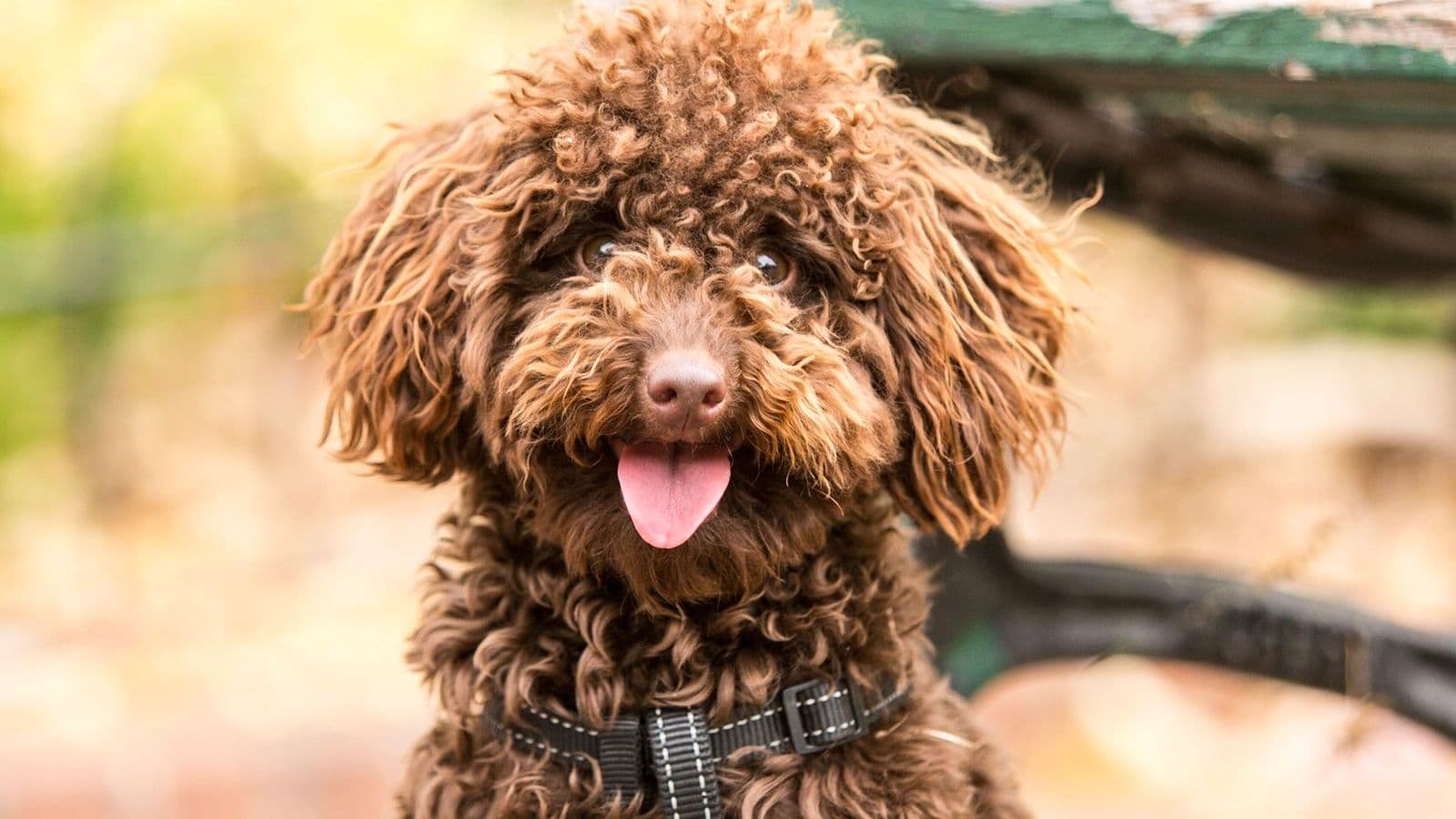 A Miniature Poodle