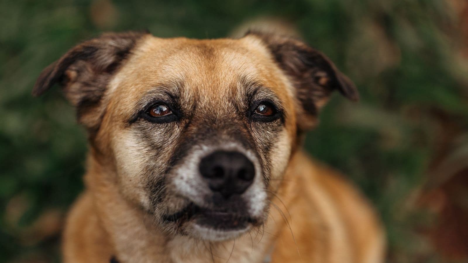 A mixed-breed dog