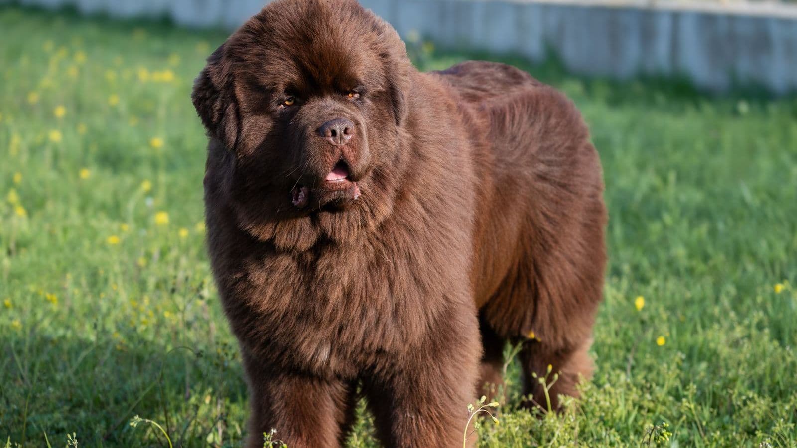 A Newfoundland
