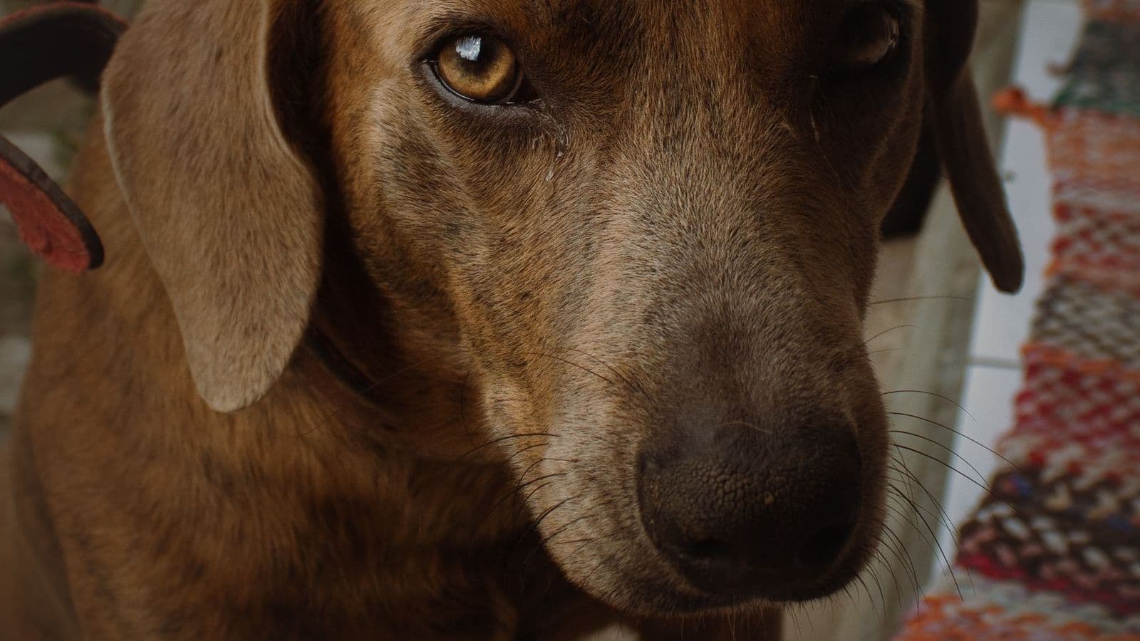 A Plott Hound