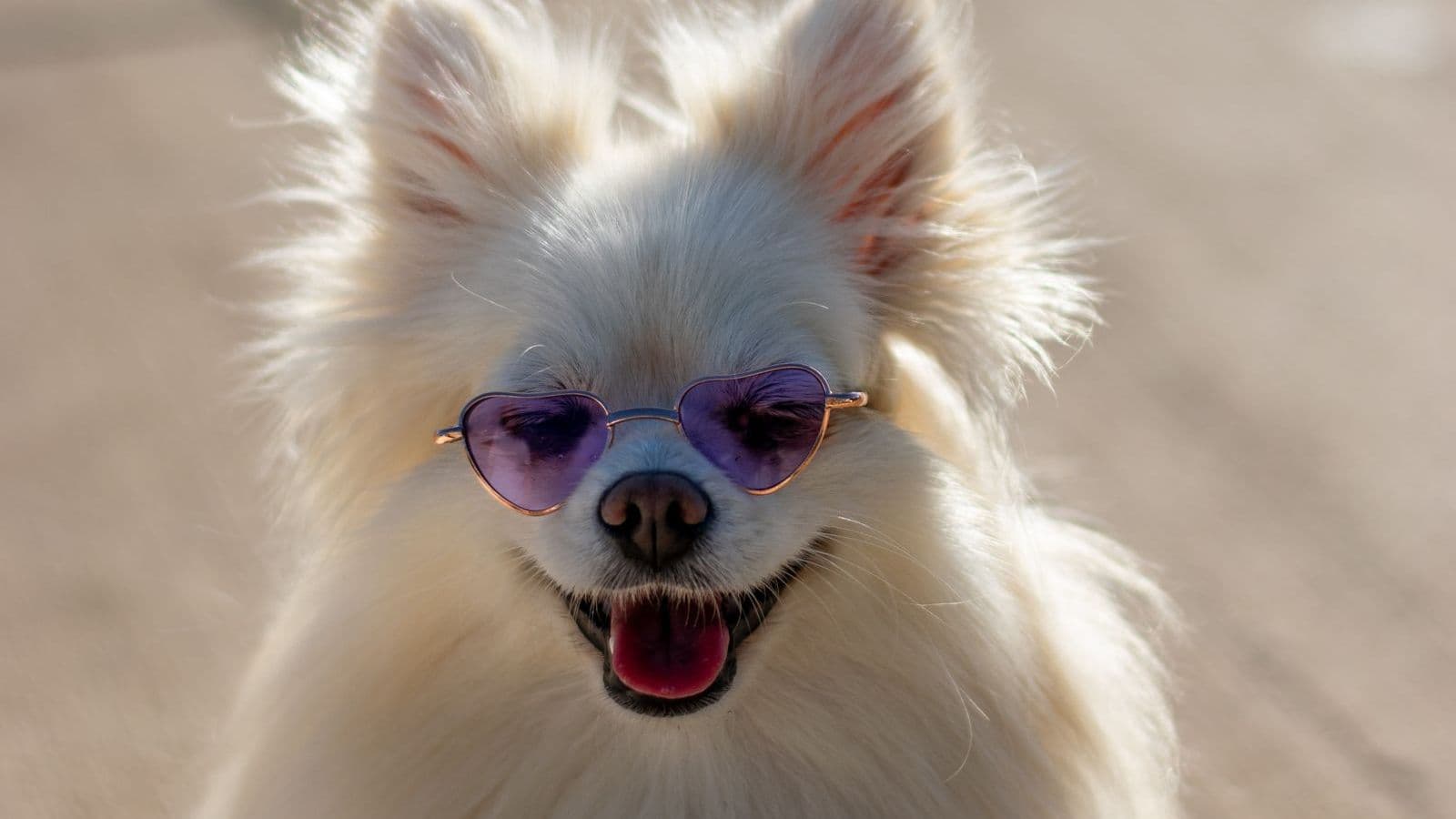 A Pomeranian