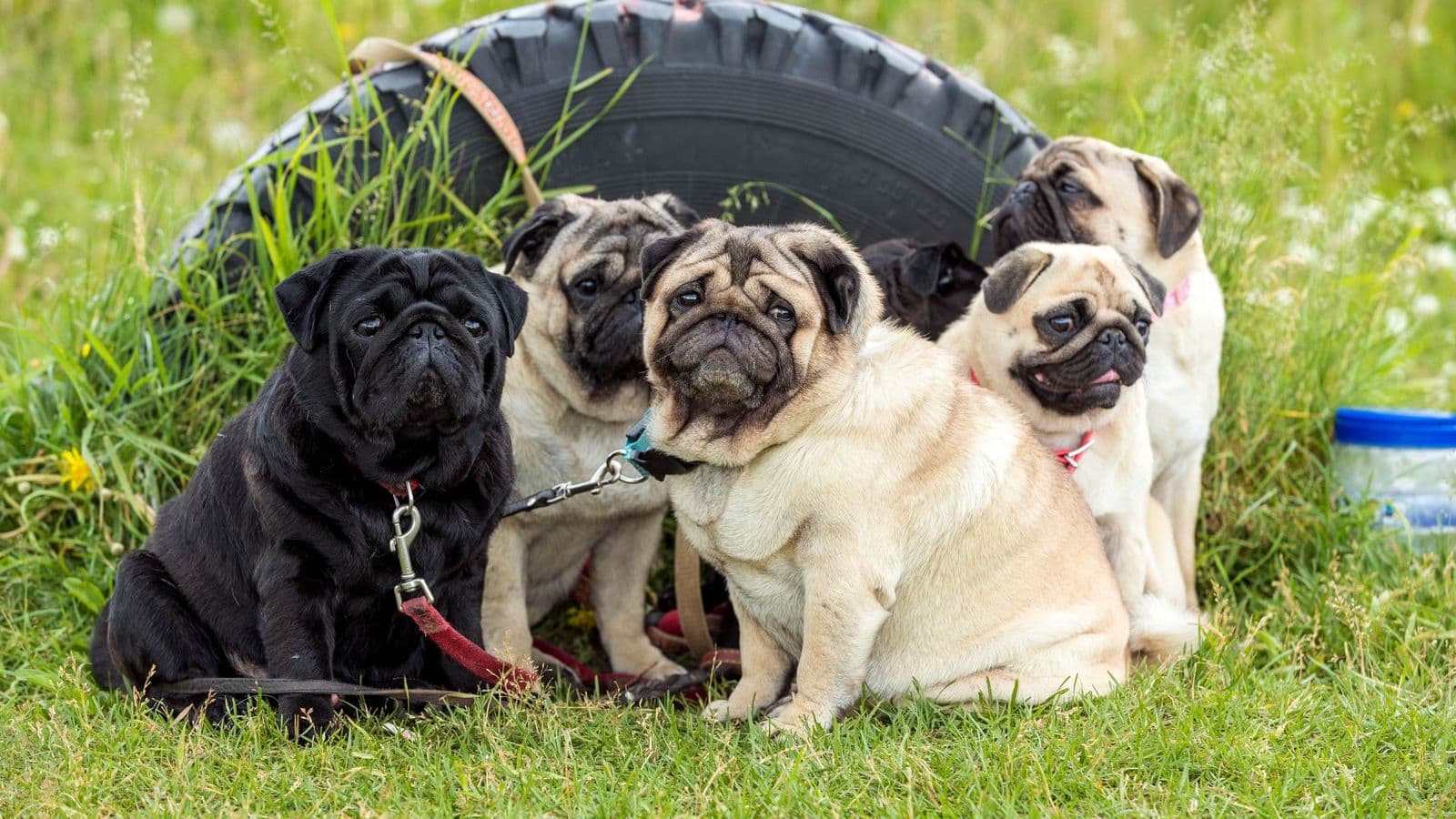 A Pug dog