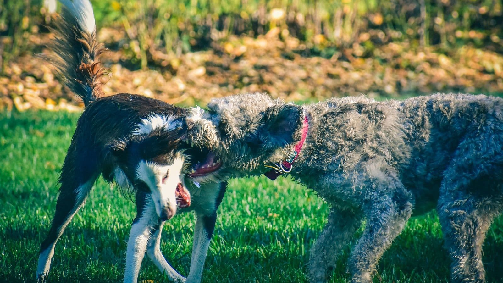 A Pumi dog