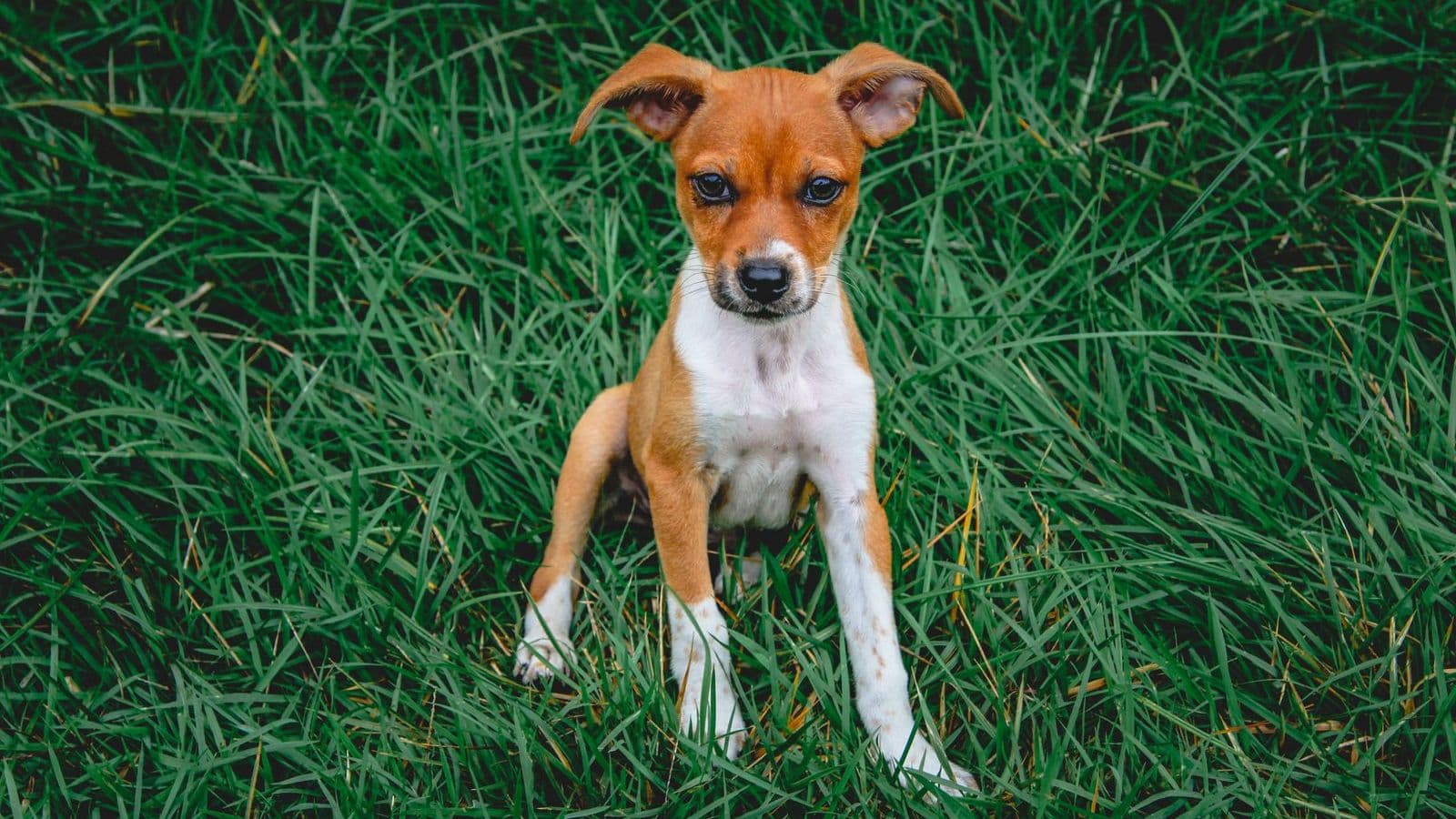 A Rat Terrier