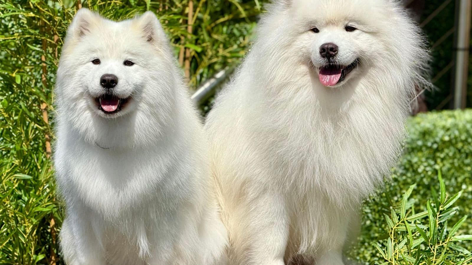 A Samoyed dog