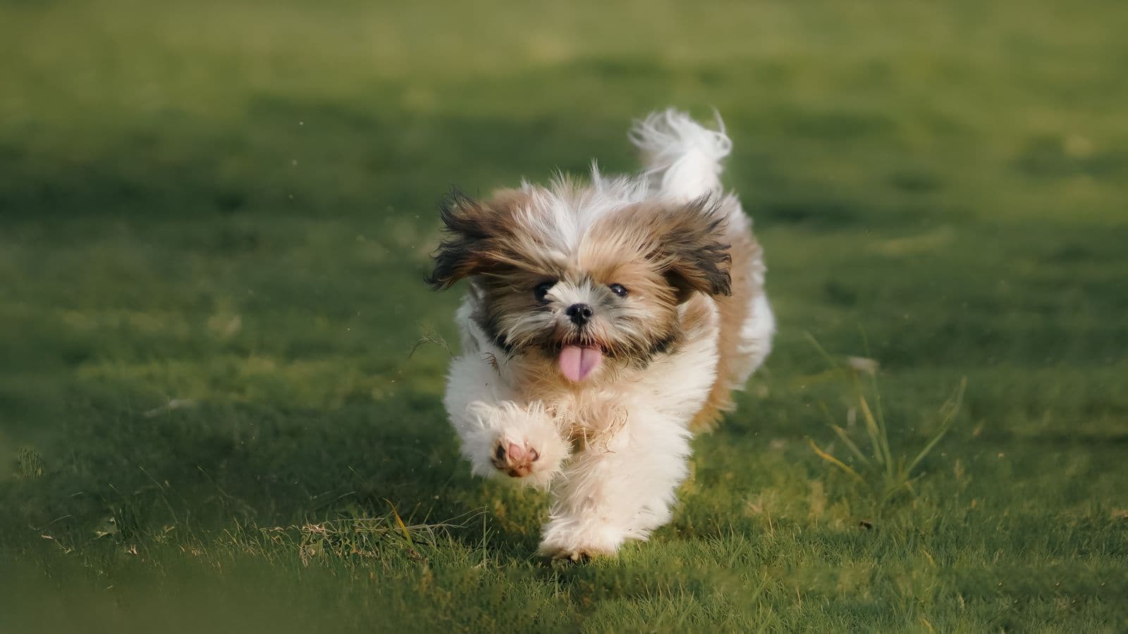 A Shih Tzu dog