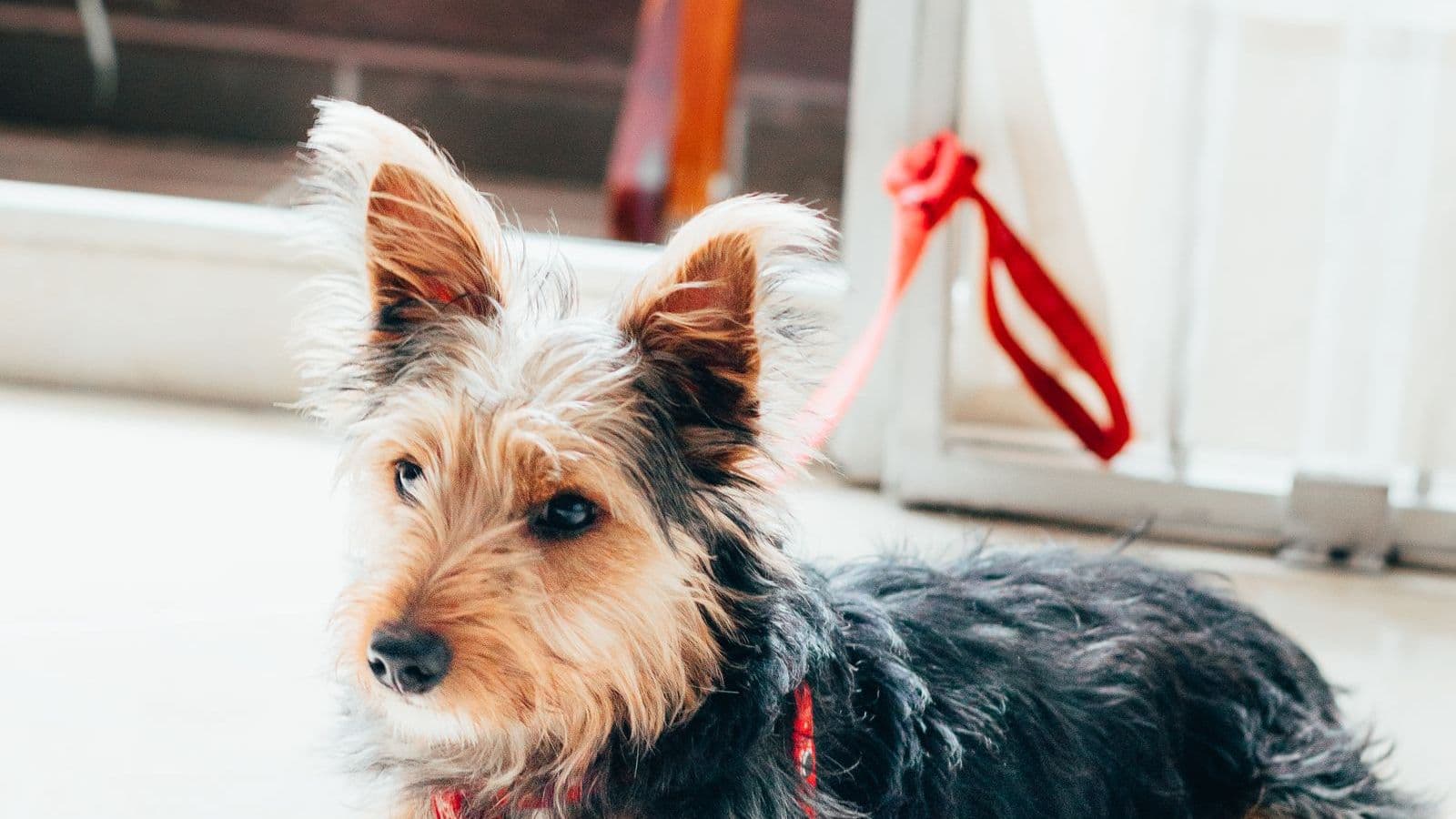 A Silky Terrier