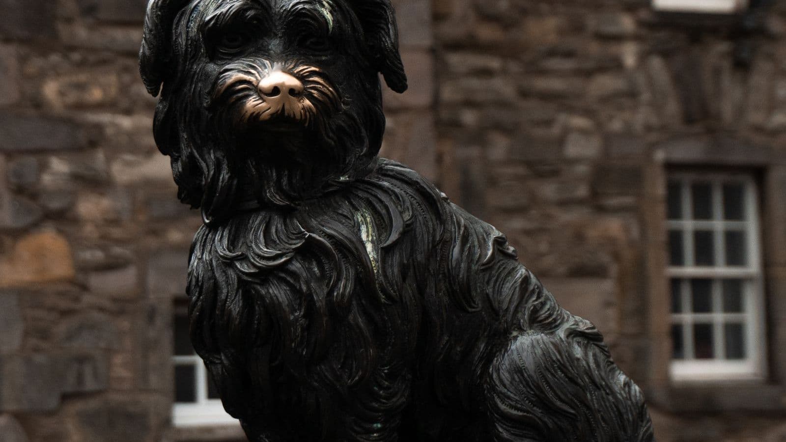 A Skye Terrier