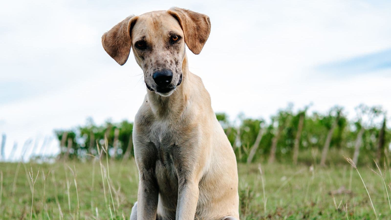 A Sloughi dog