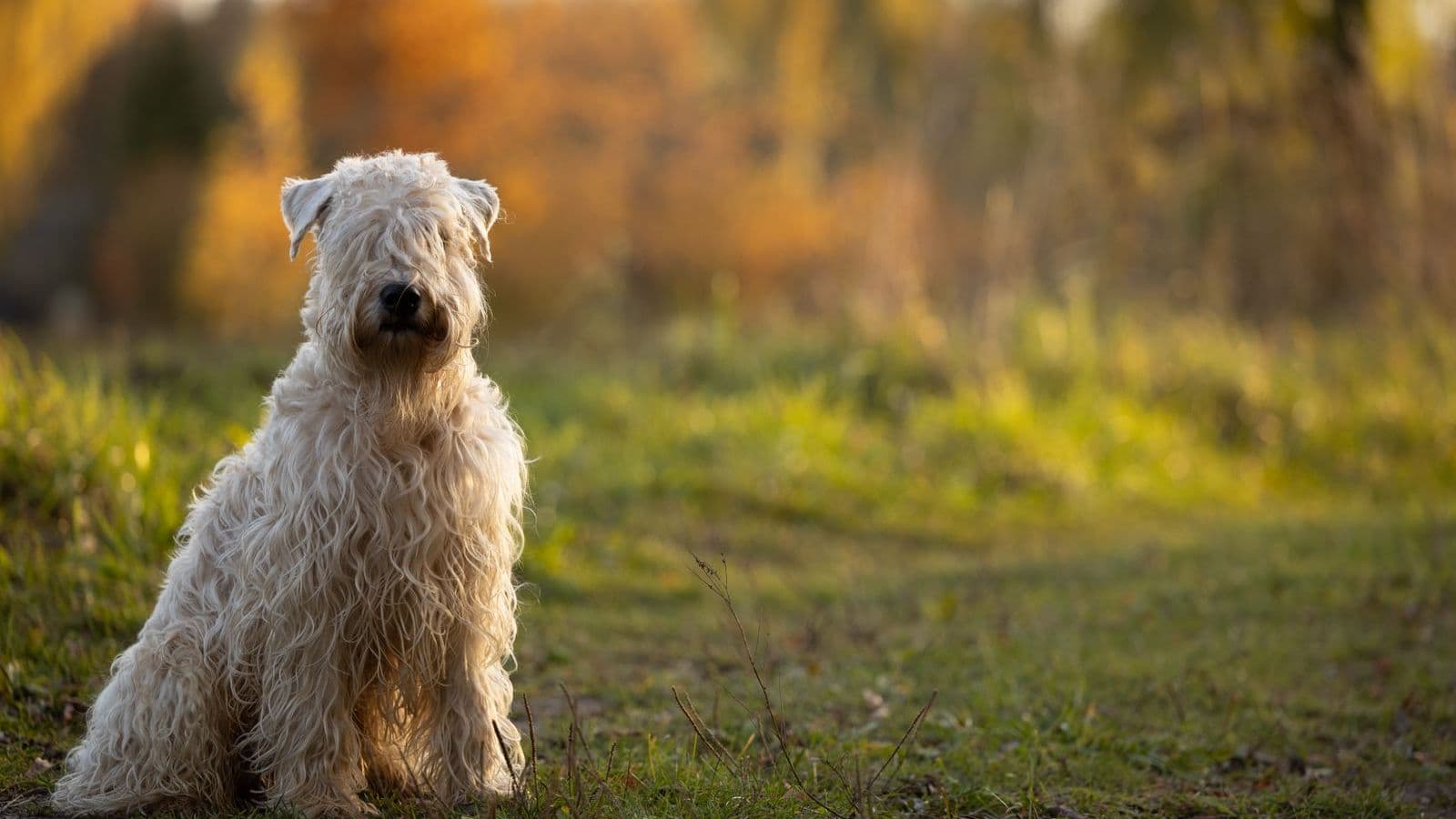 A Soft Coated Wheaten Terrier