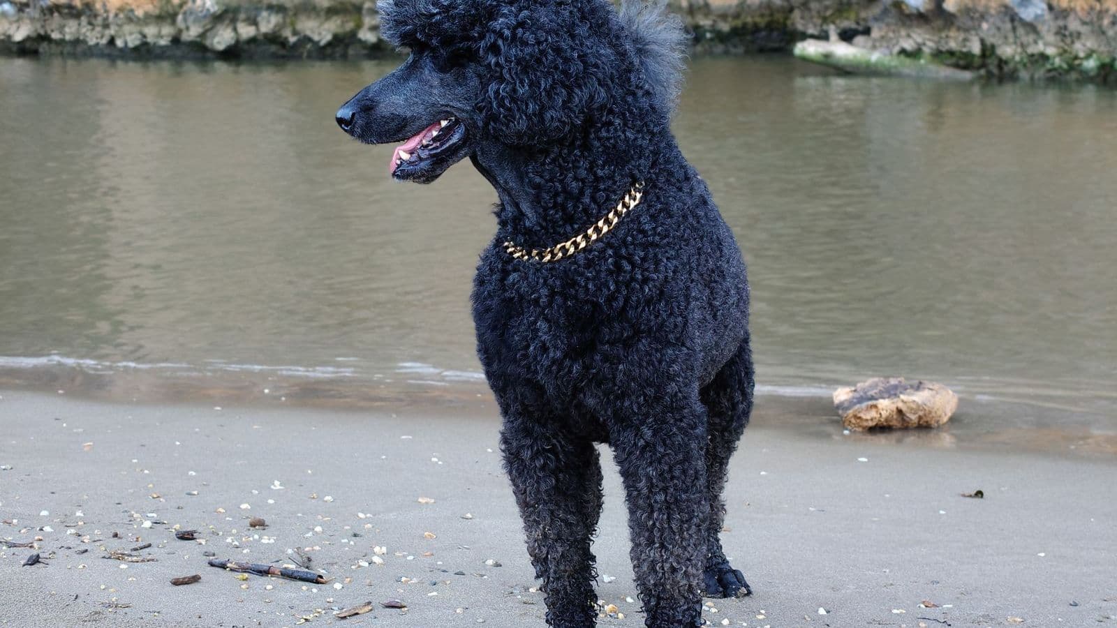A Standard Poodle