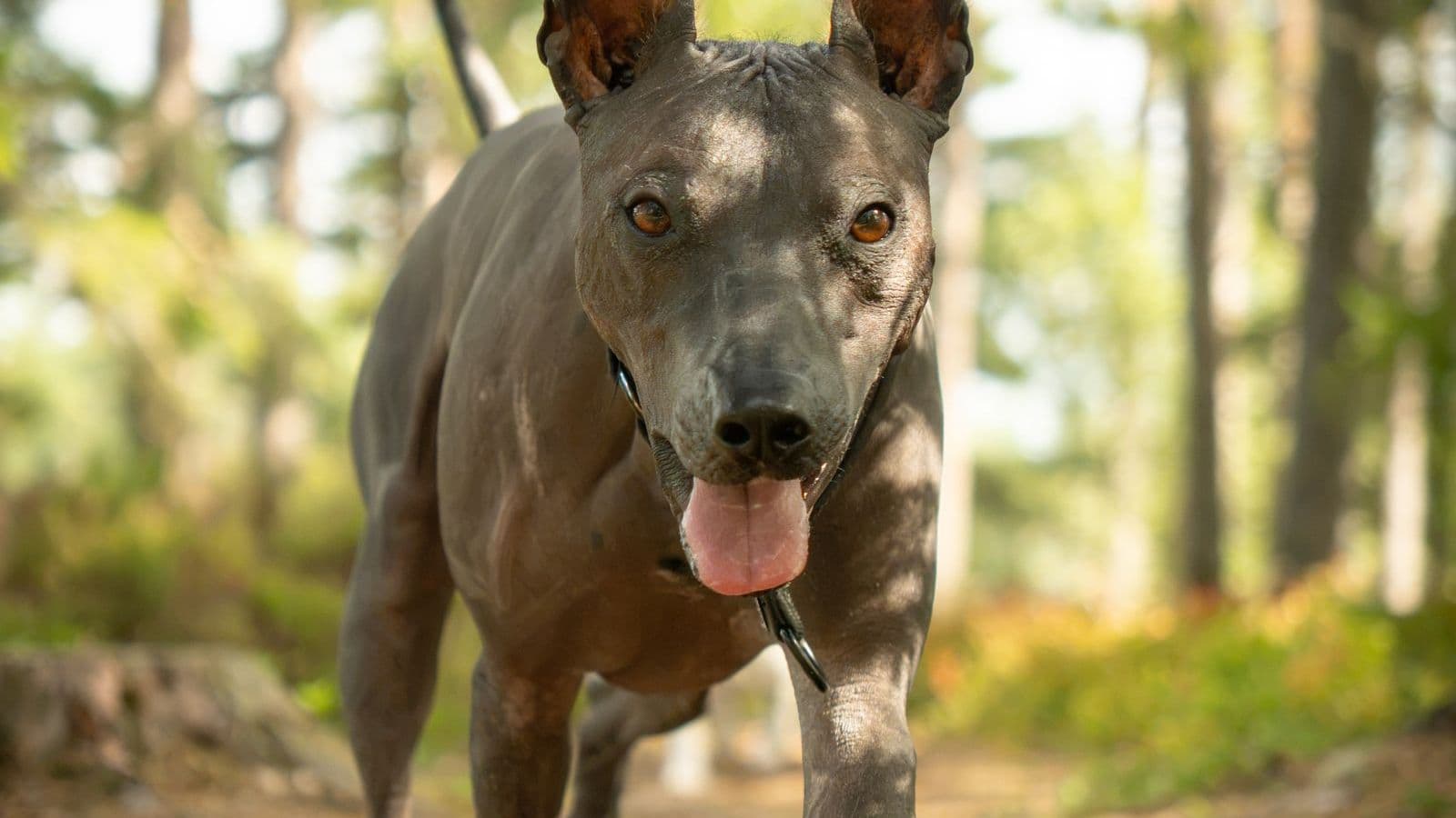 A Thai Ridgeback