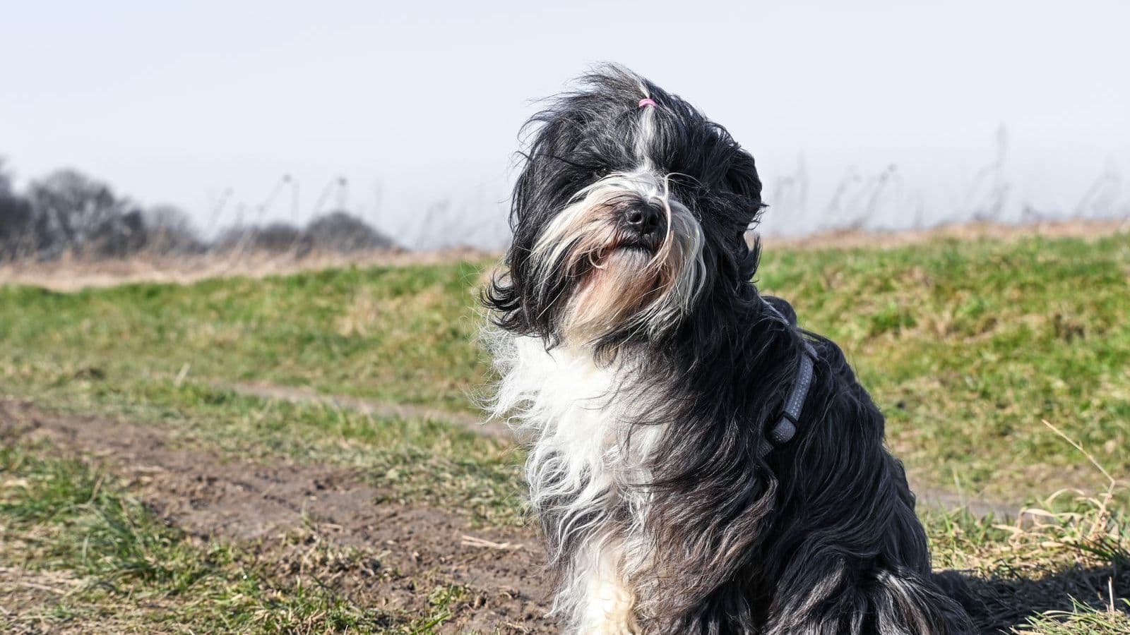 A Tibetan Terrier
