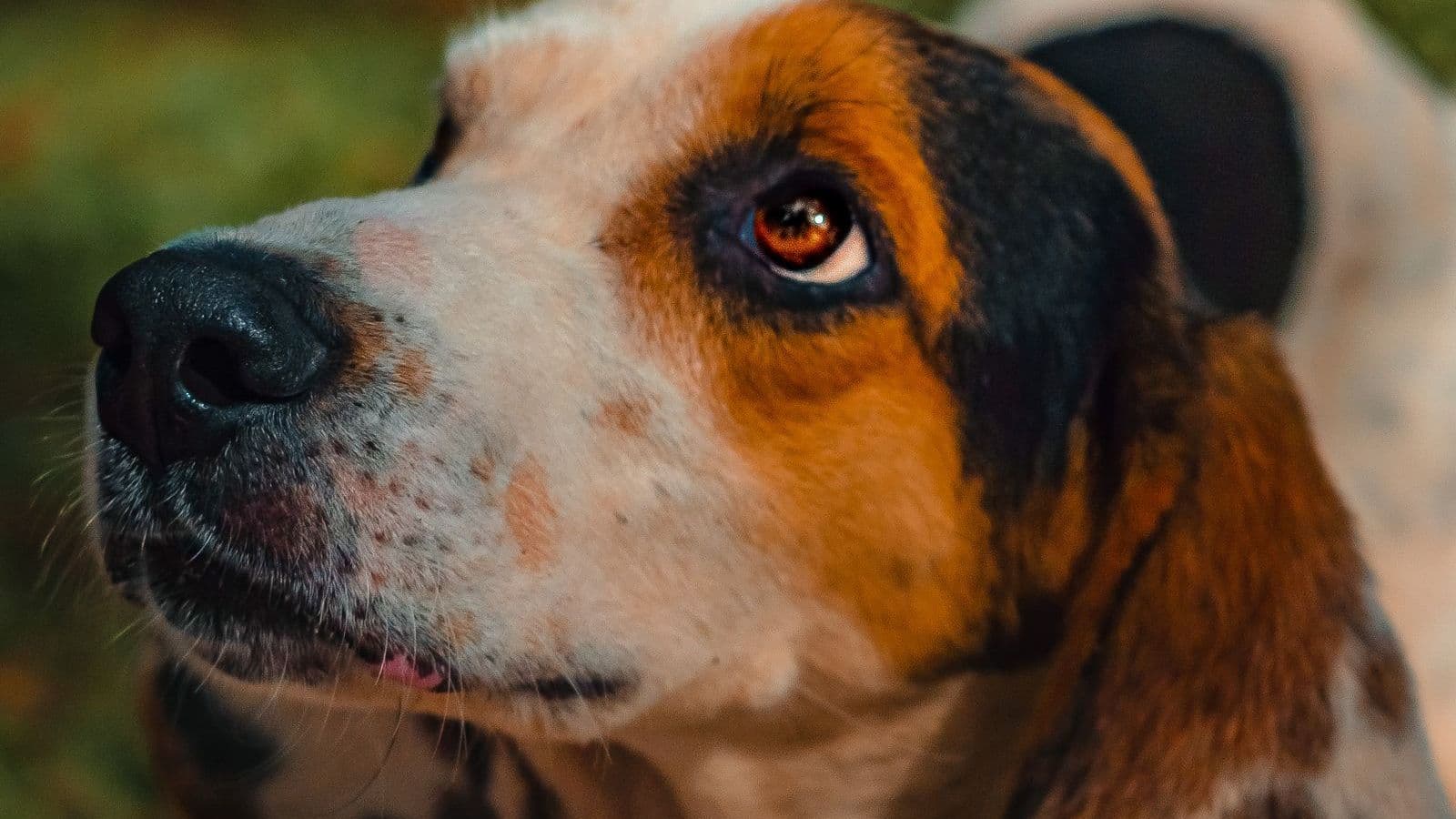 A Treeing Walker Coonhound