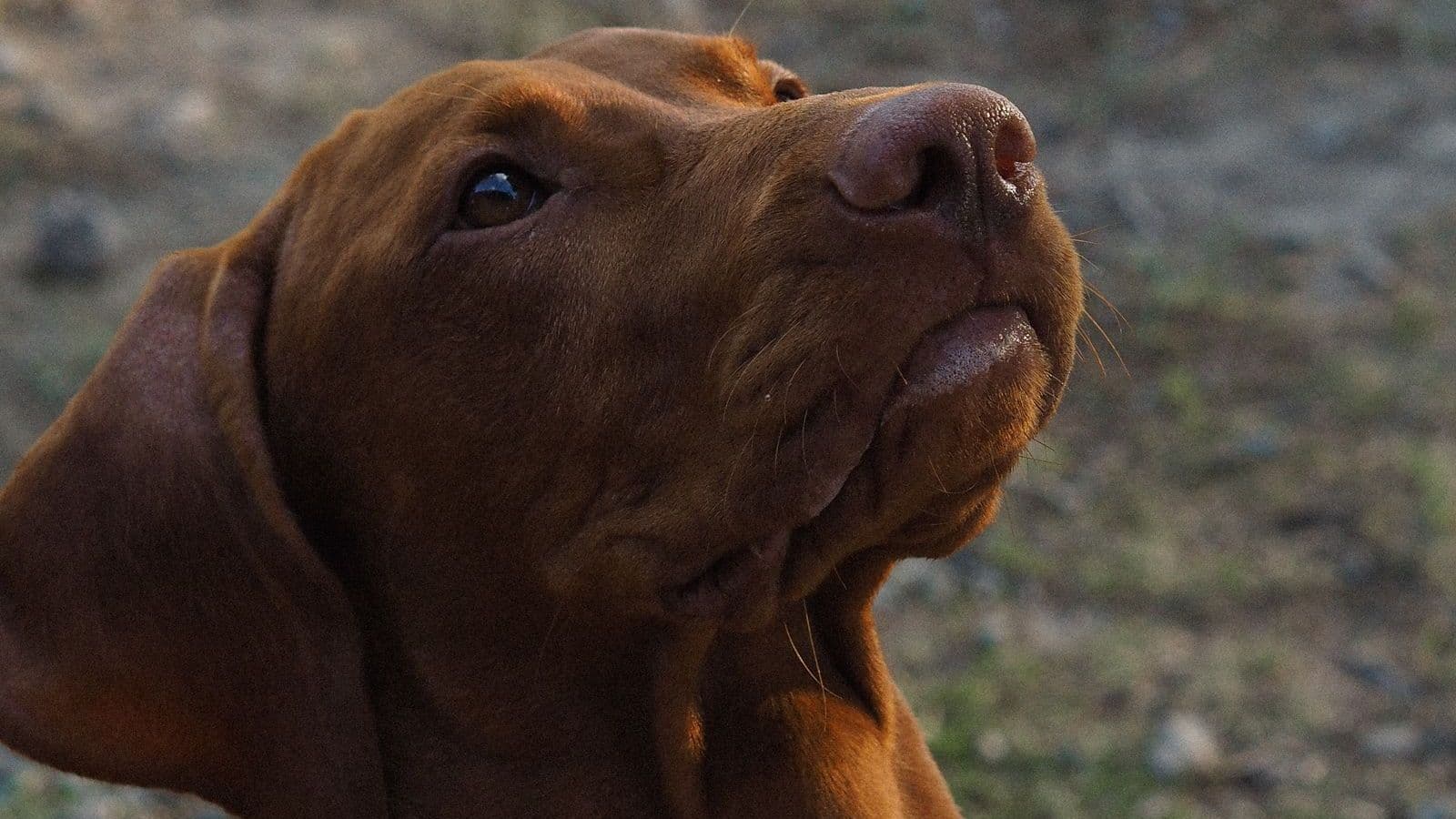 A Vizsla dog