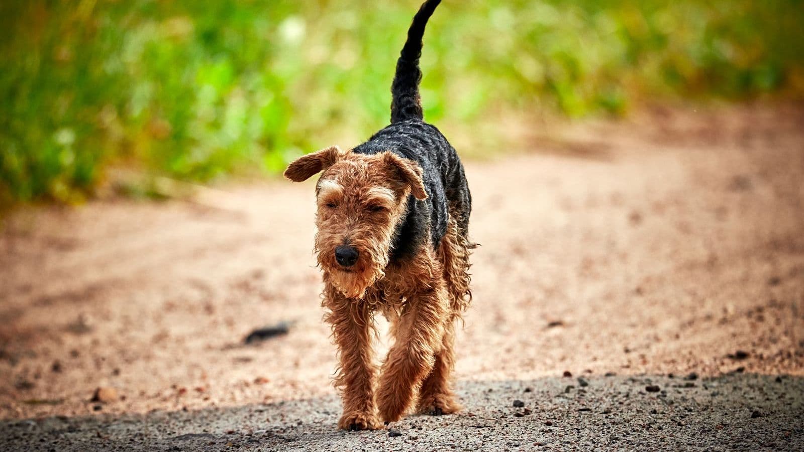 A Welsh Terrier