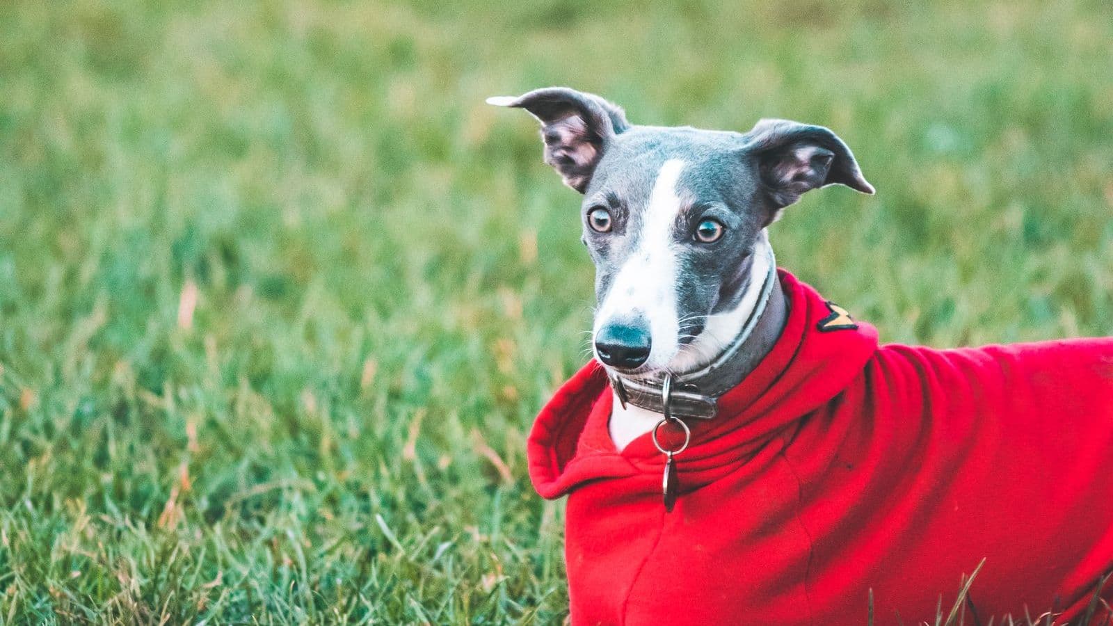 A Whippet dog