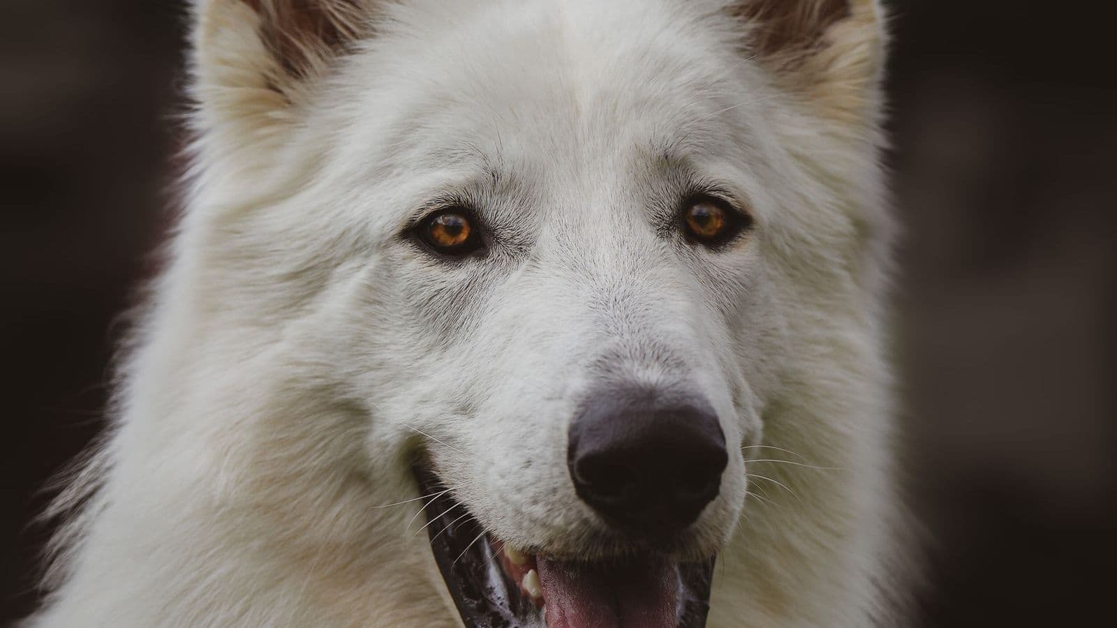 A White Swiss Shepherd