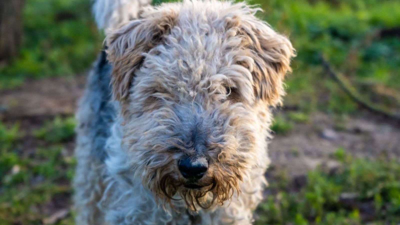 A Wire Fox Terrier