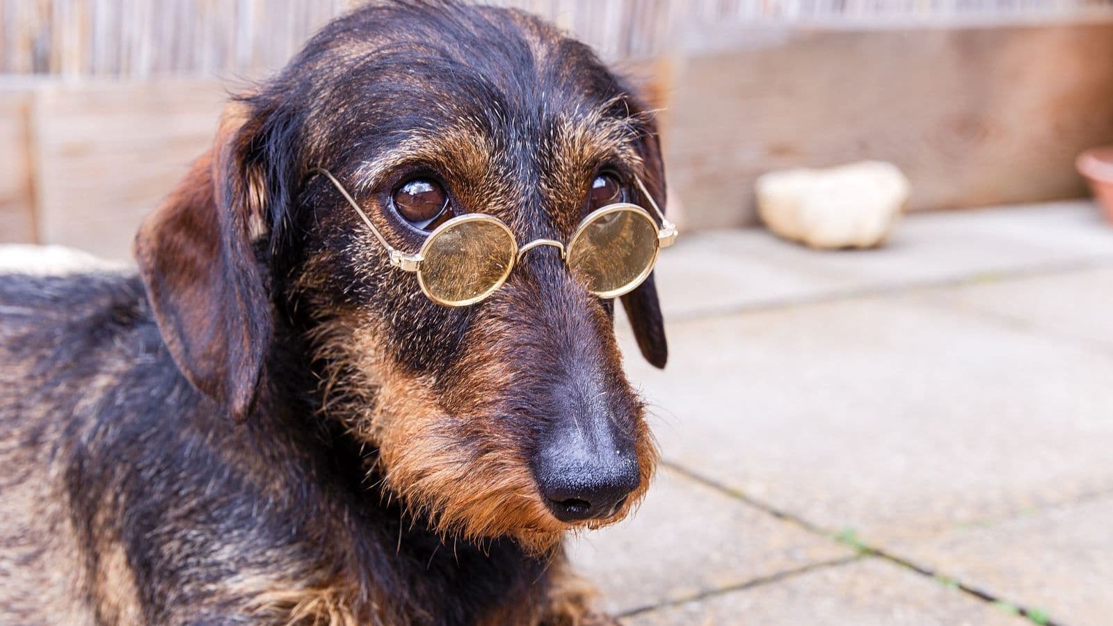 A Wirehaired Dachshund