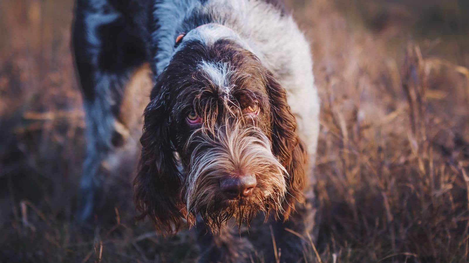 A Wirehaired Pointing Griffon