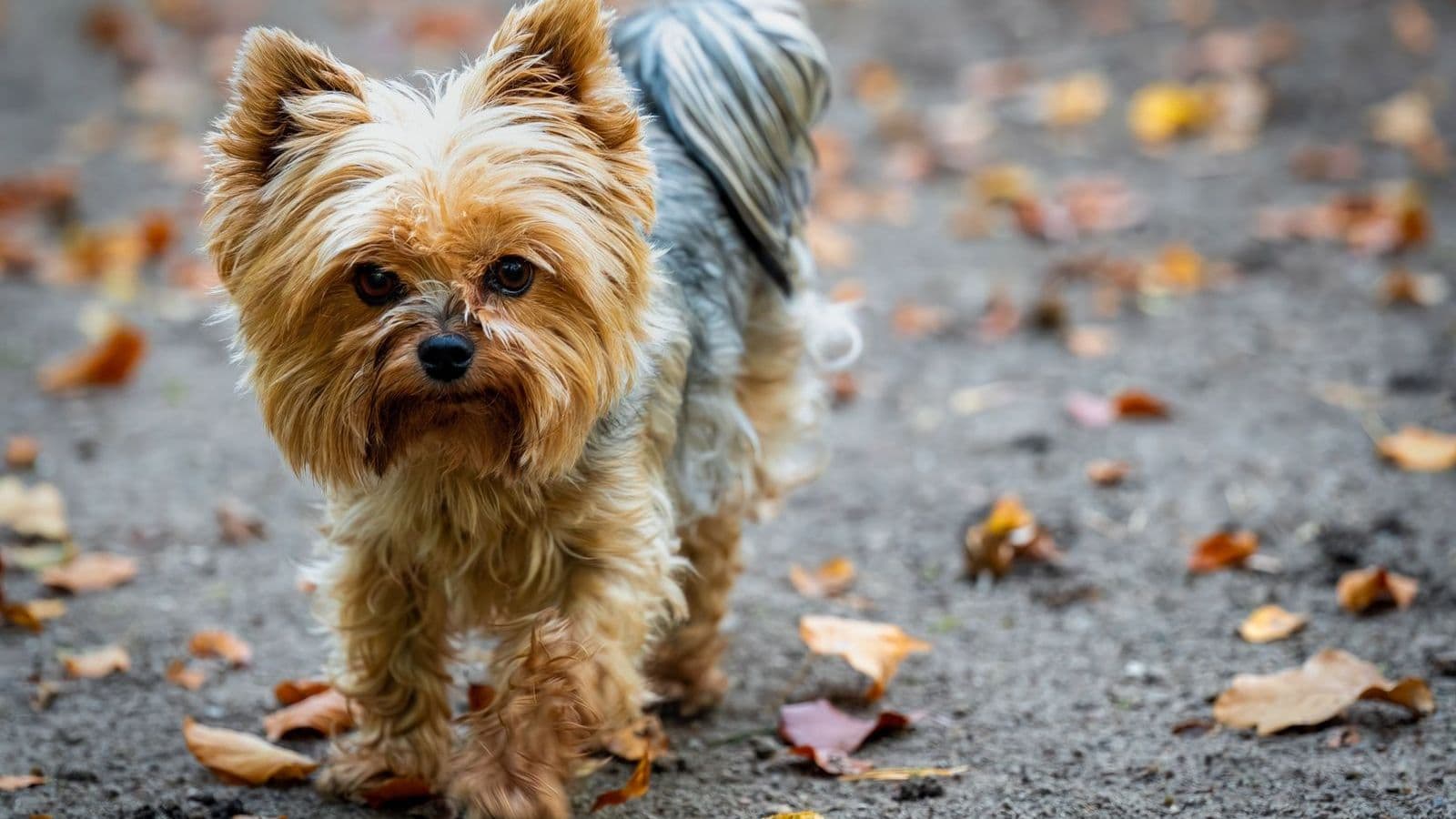 A Yorkshire Terrier
